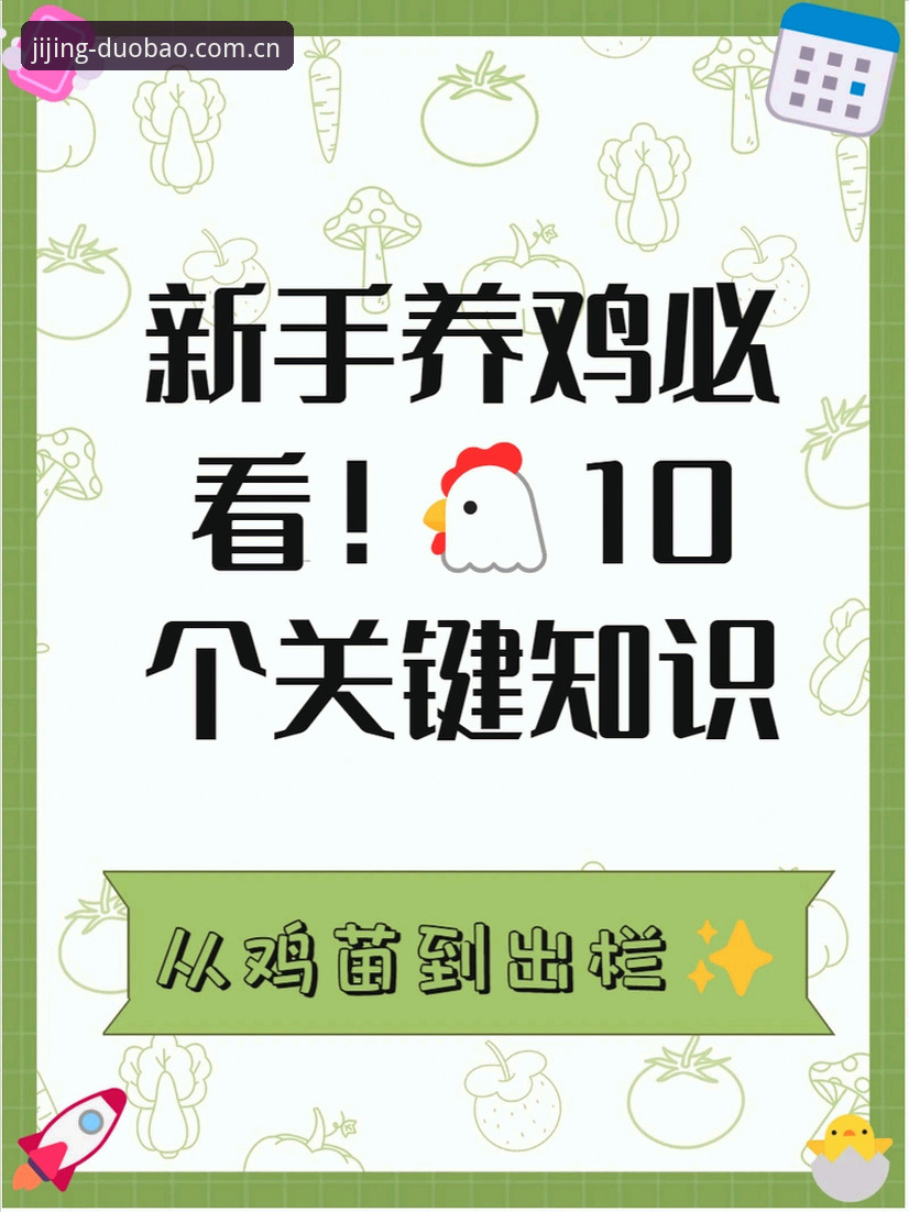 多宝体育观赛体验实用指南：从新手到达人的必备知识